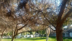 A park with trees, a grassy area, and a concrete path.