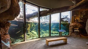 An aquarium with large windows, a wooden bench, and rocky decor. - Holiday Inn Redding by IHG (Redding)