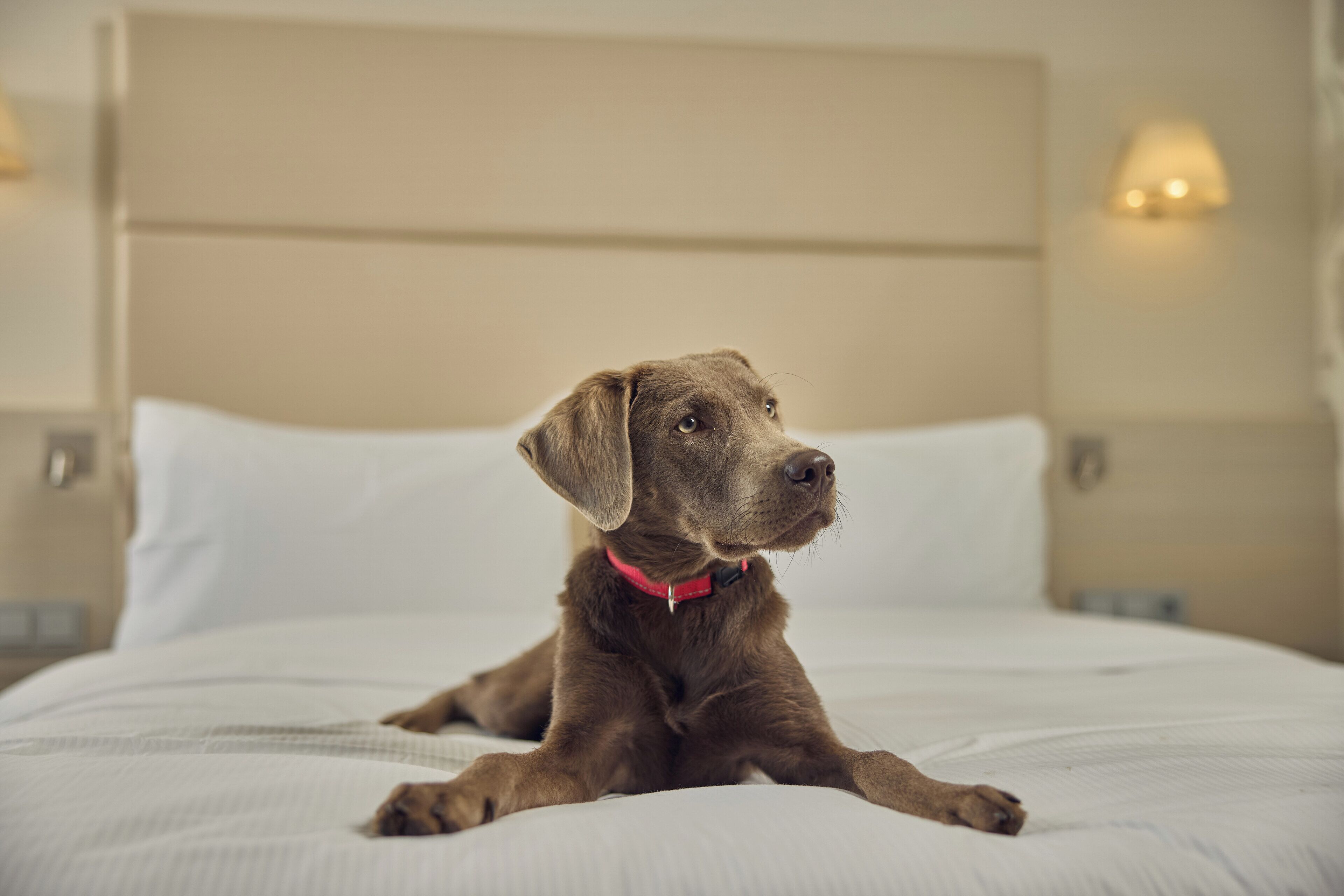 A dog lying on a bed in a hotel room.