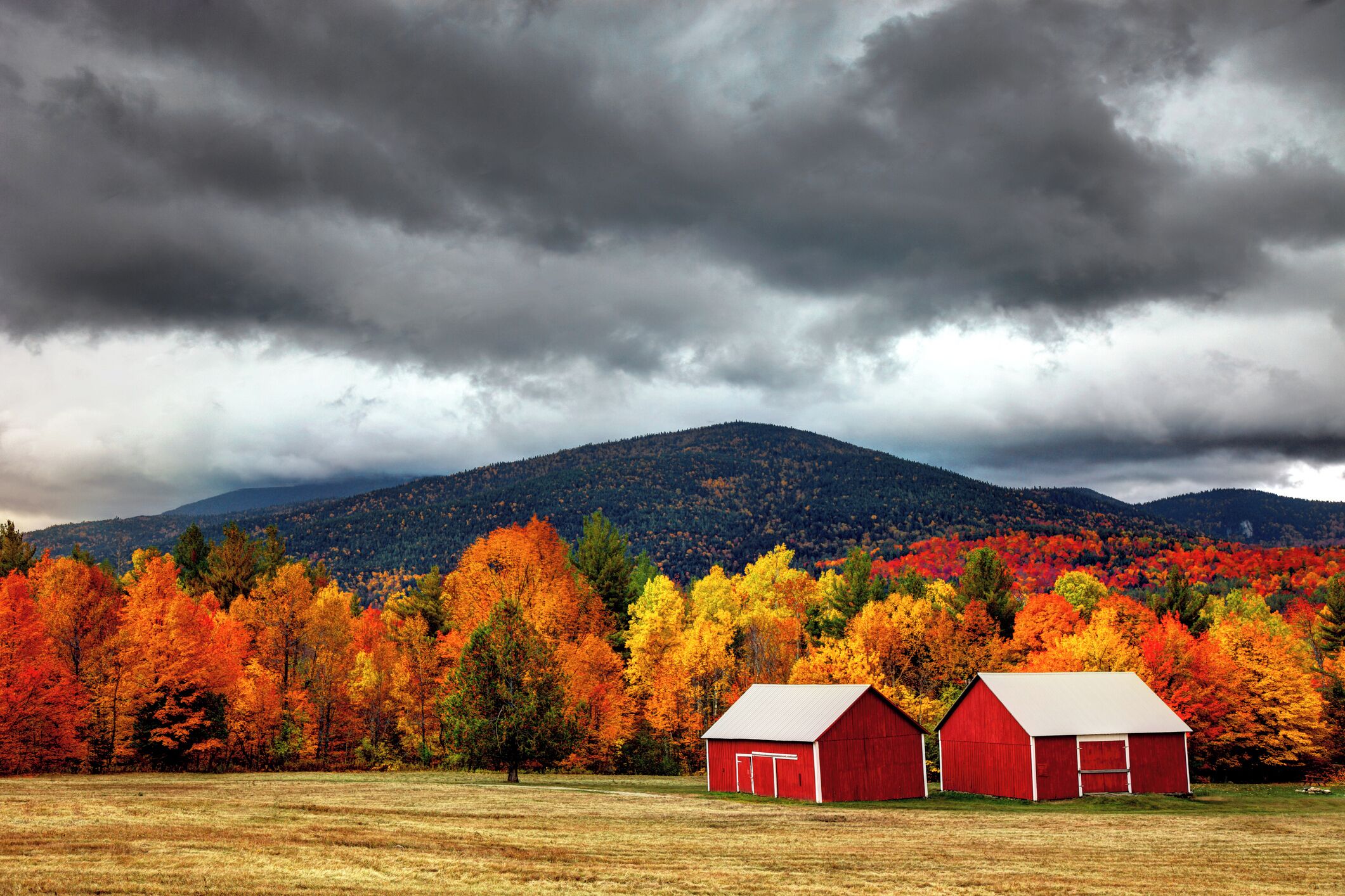 A rural landscape with two red barns and a field of autumn-colored trees under a cloudy sky.