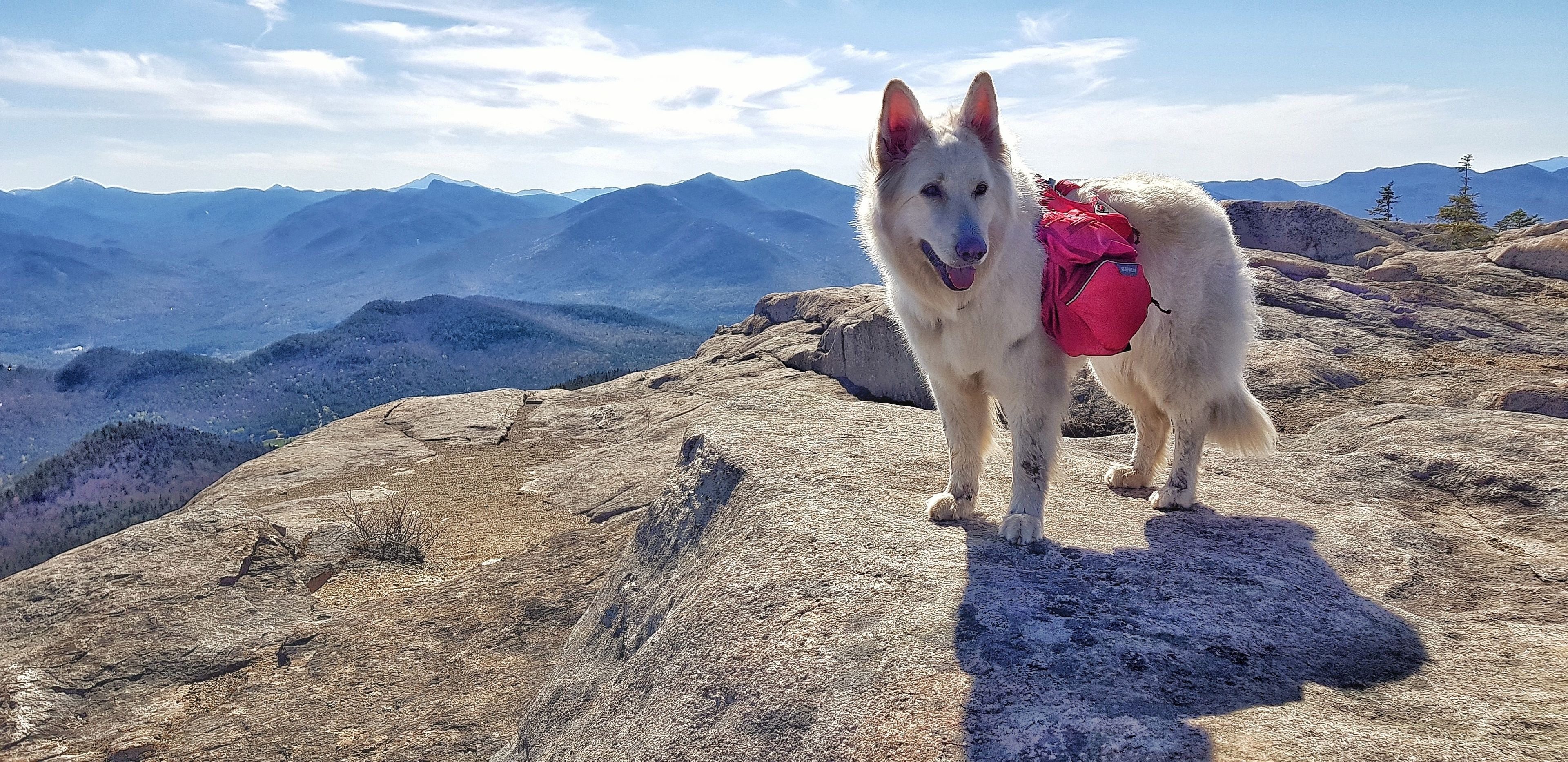 A dog with a red backpack on a rocky mountain peak.