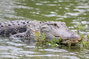 A crocodile in water with vegetation around. - Holiday Inn Express Moss Point by IHG (Moss Point)