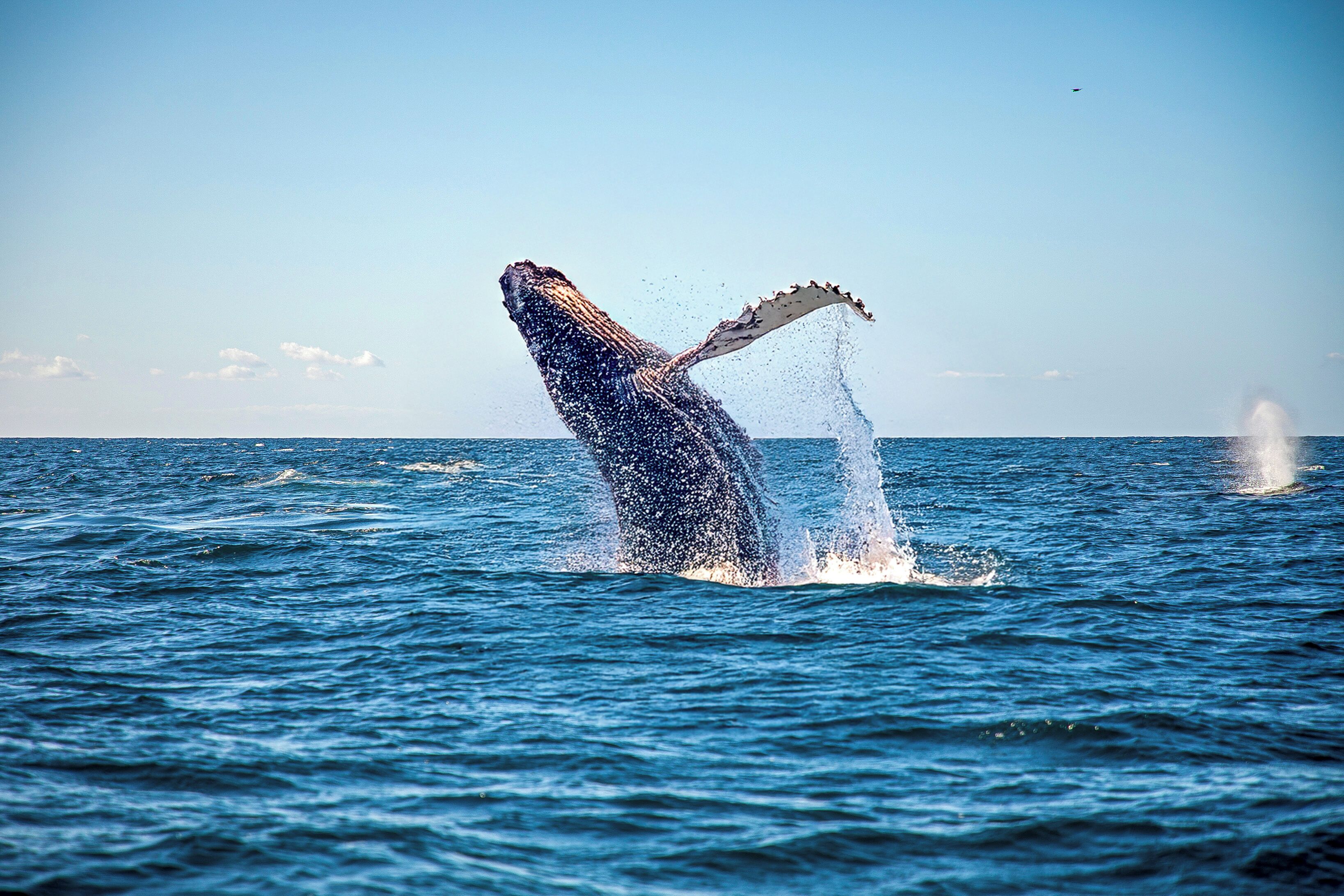 on the beach, beach cabanas, sun-loungers, beach umbrellas