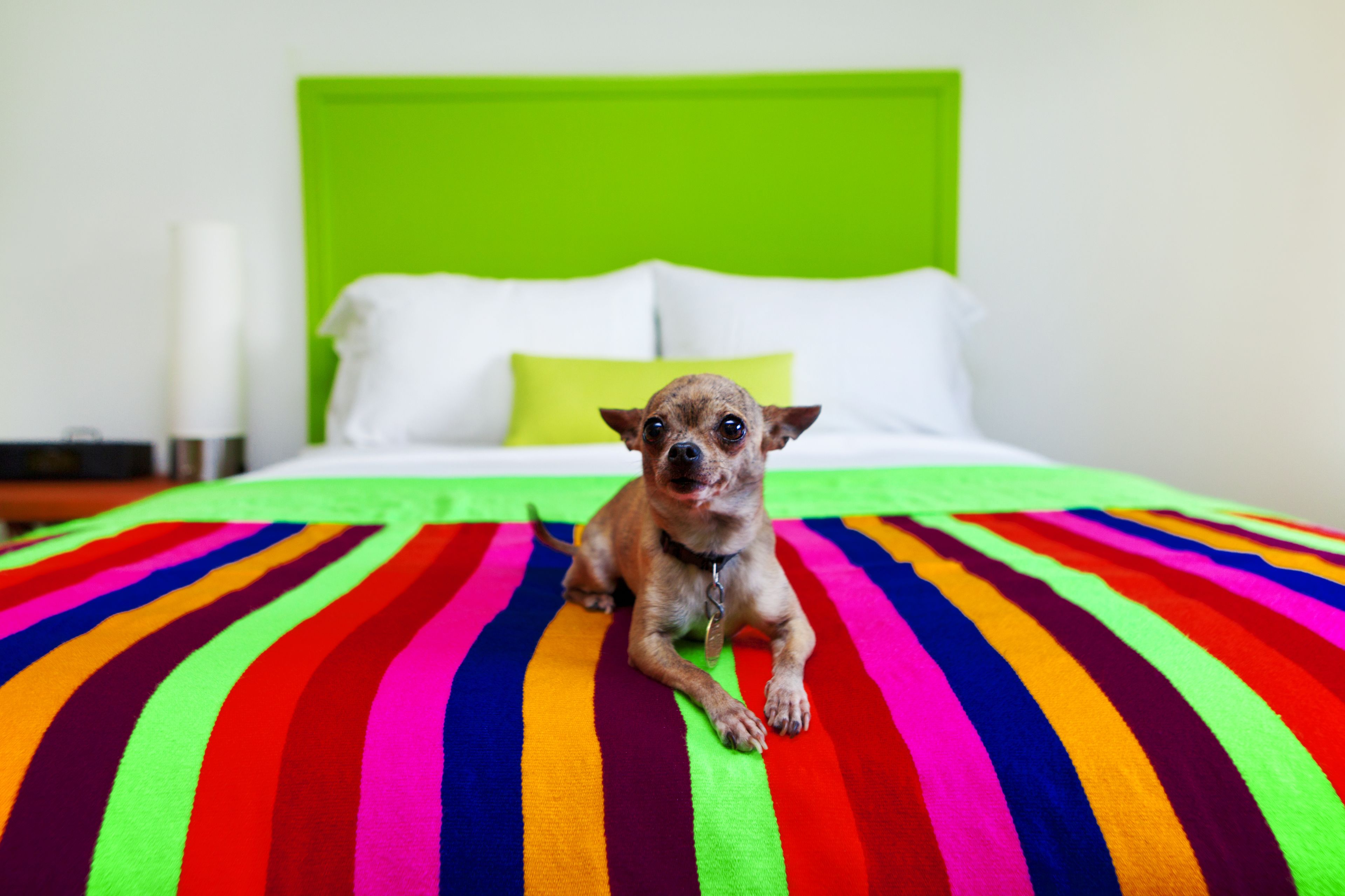 A dog lying on a multicolored striped bedspread in a hotel room with a green headboard and white pillows.