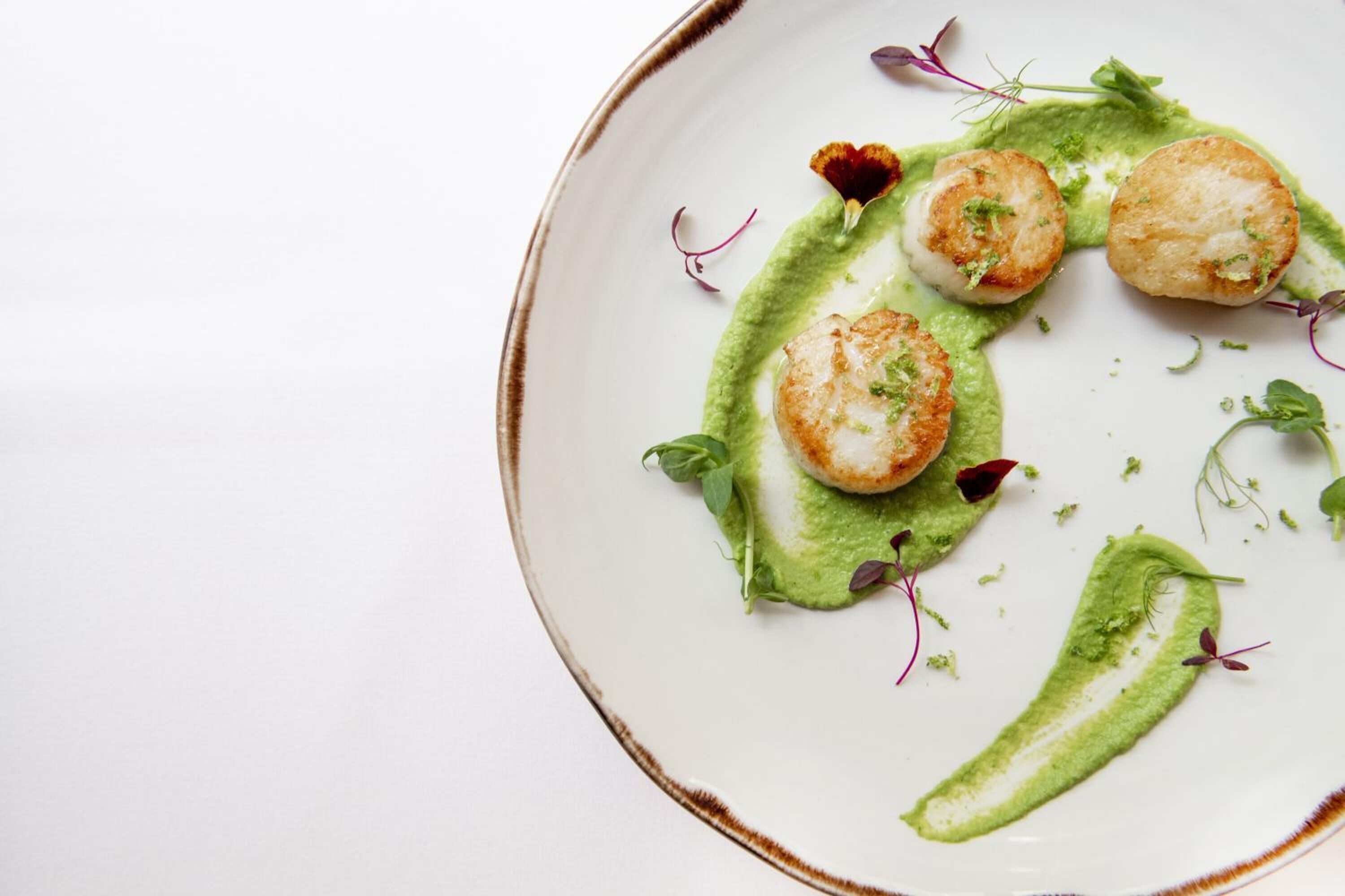A plate with seared scallops, green sauce, and microgreens.
