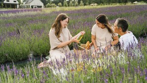 A group of people sitting on the ground in a field of lavender, with houses in the background. - Delta Hotels by Marriott Sherbrooke Conference Centre (Sherbrooke)
