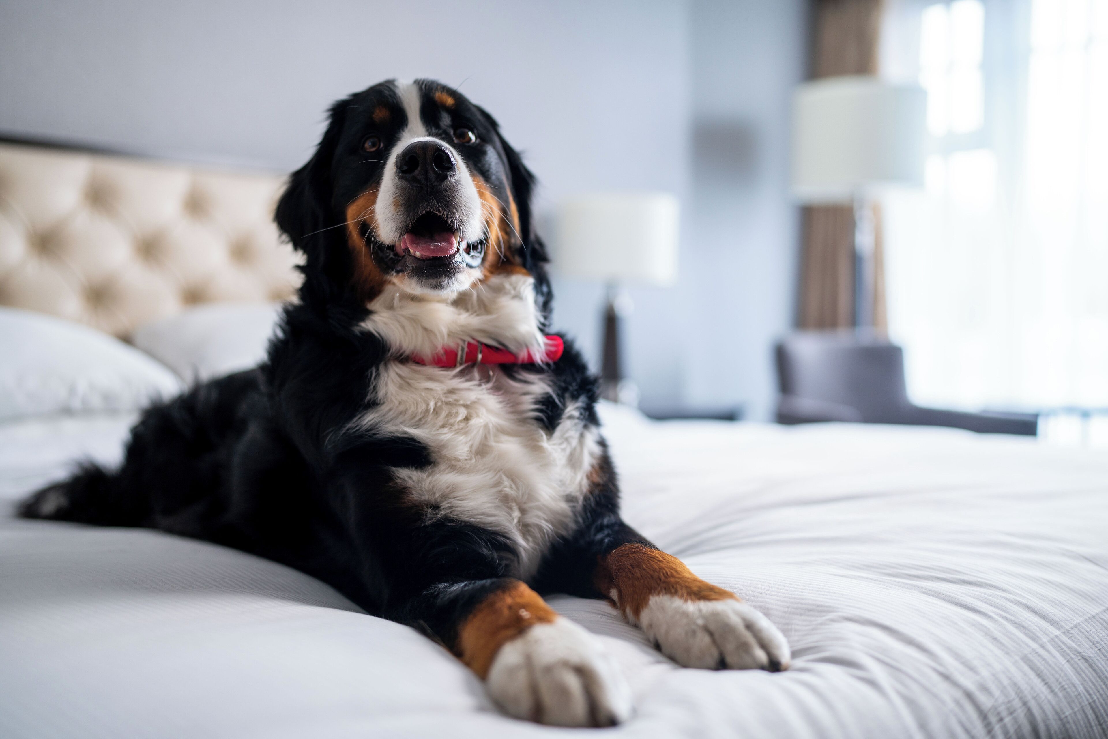 Un perro grande recostado sobre una cama en una habitación de hotel.