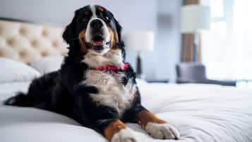 Un perro grande recostado sobre una cama en una habitación de hotel.
