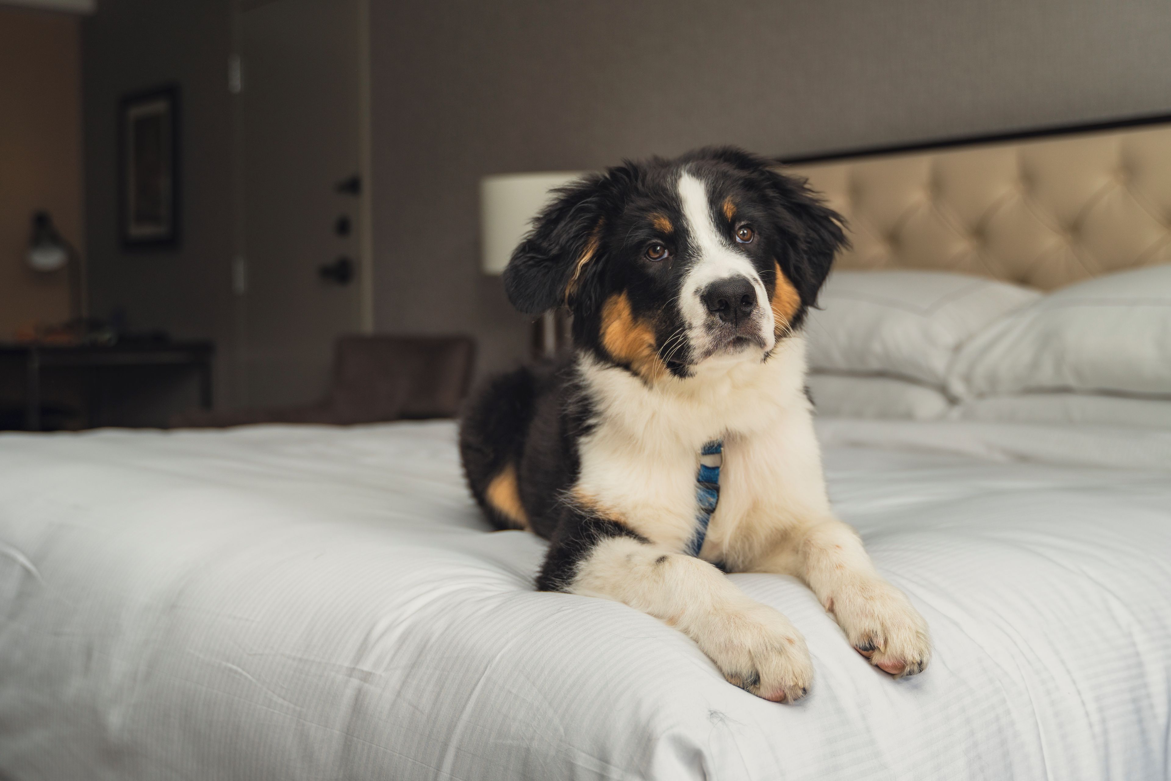 A dog lying on a bed with a headboard in a hotel room.