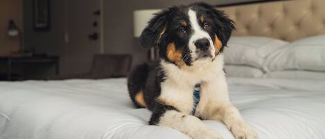 A dog lying on a bed with a headboard in a hotel room.