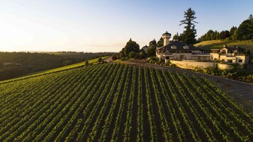 Bodega de vino