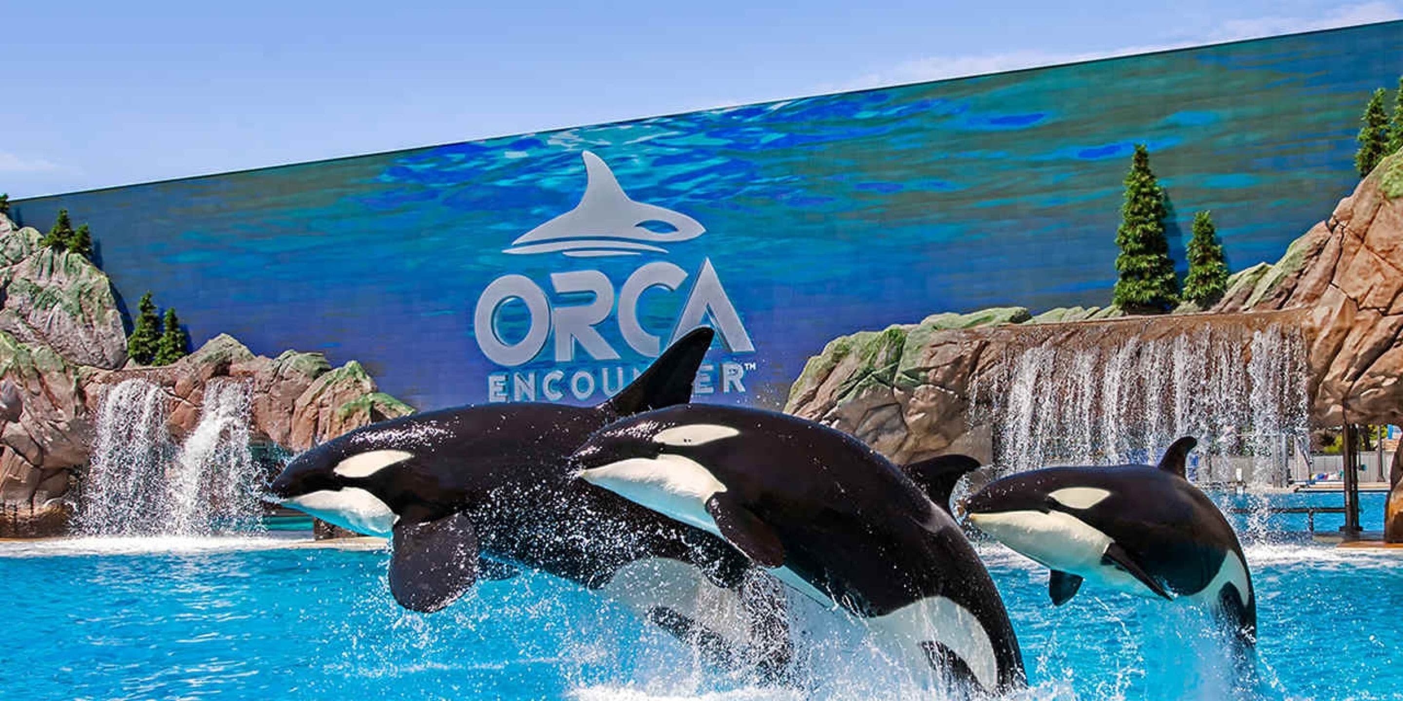 Spettacolo di orche in un acquario, con un ampio sfondo blu e un paesaggio roccioso.