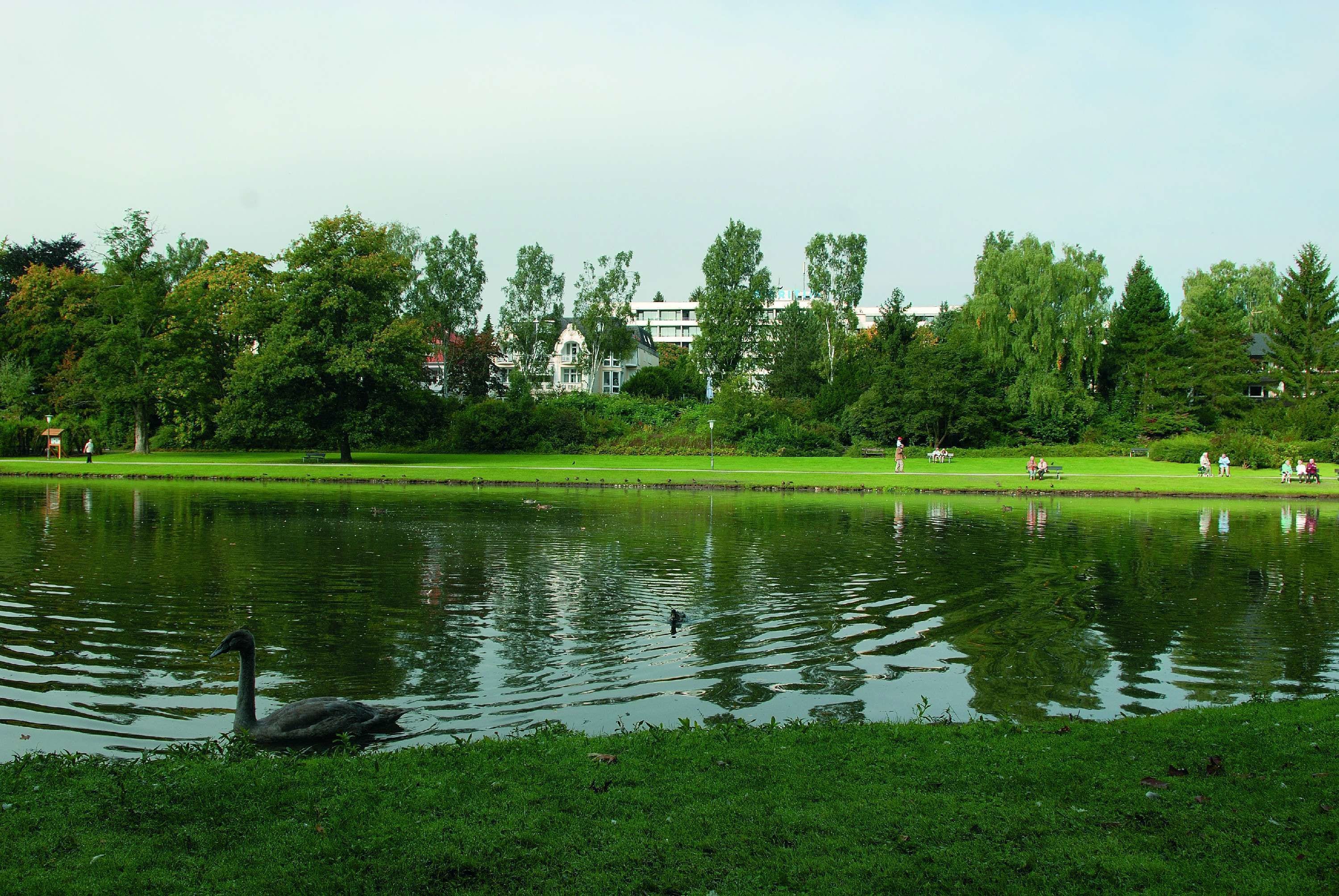 A serene park with a pond, lush greenery, and a swan.