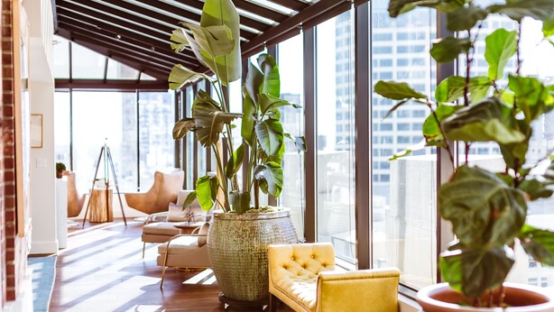 A modern interior with large windows, a yellow sofa, and a large potted plant. - Hotel Theodore Seattle Downtown, Tapestry by Hilton (Seattle)