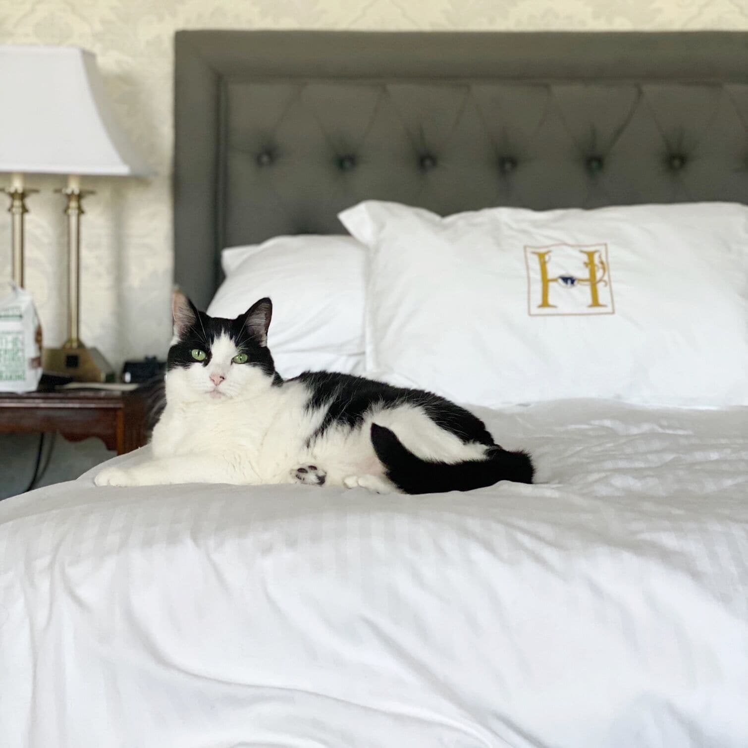A bed with a cat lying on it, a nightstand with a lamp, and a pillow with a logo.