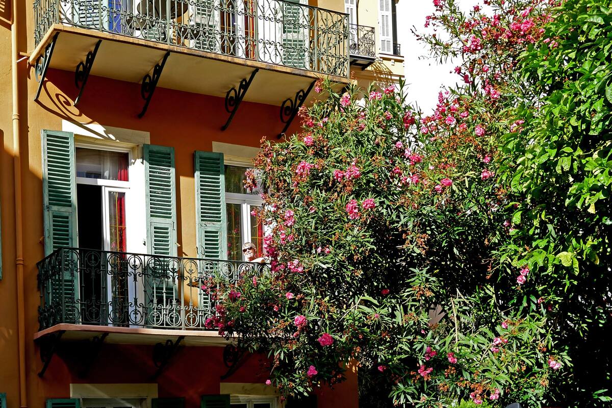 Un edificio con balcones, contraventanas verdes y un arbusto en flor.