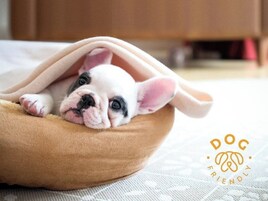 Un perro pequeño en una cama cómoda y marrón para mascotas.