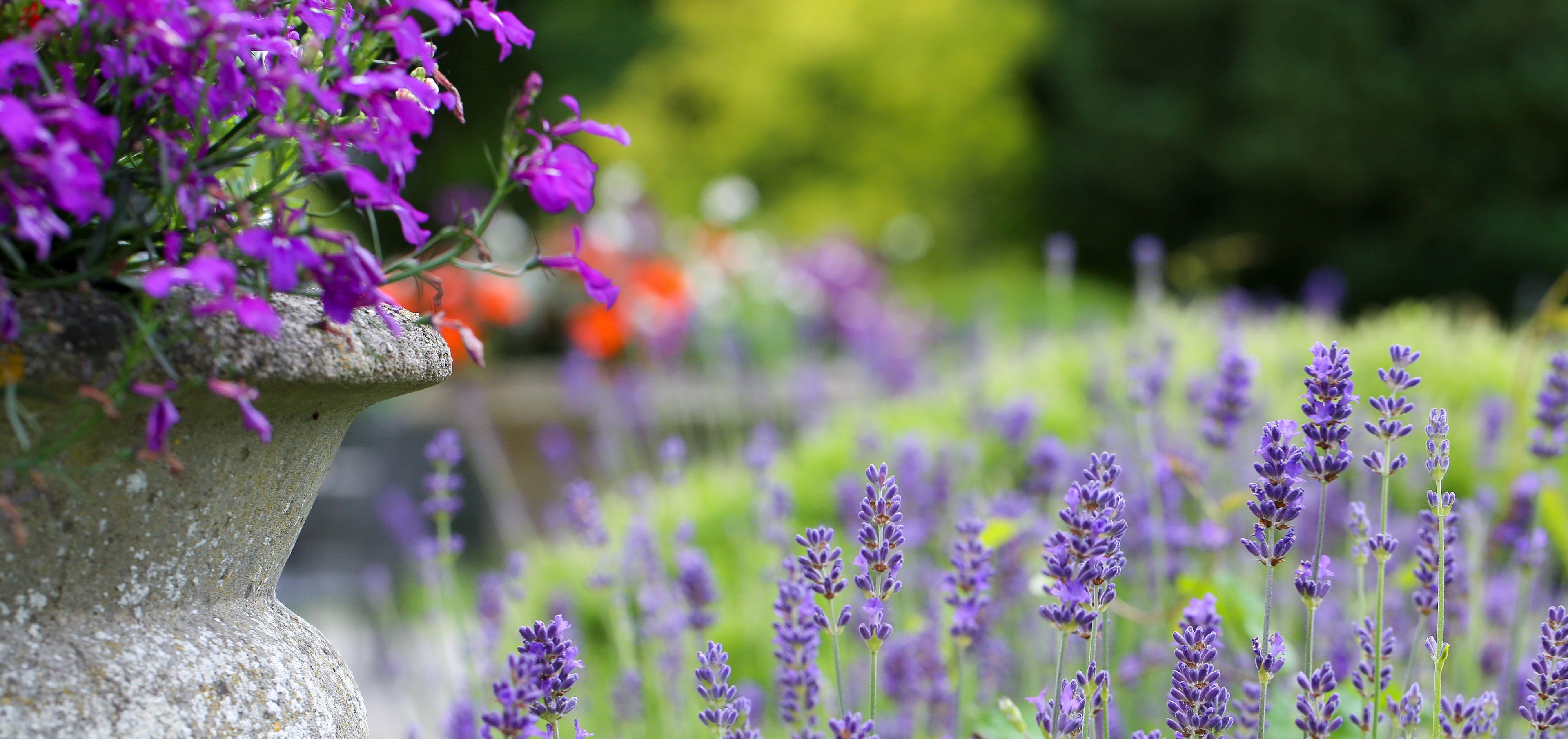 A garden with a stone vase containing purple flowers and lavender plants.