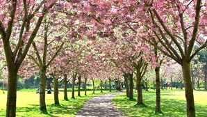 Un sentier bordé de cerisiers en pleine floraison.