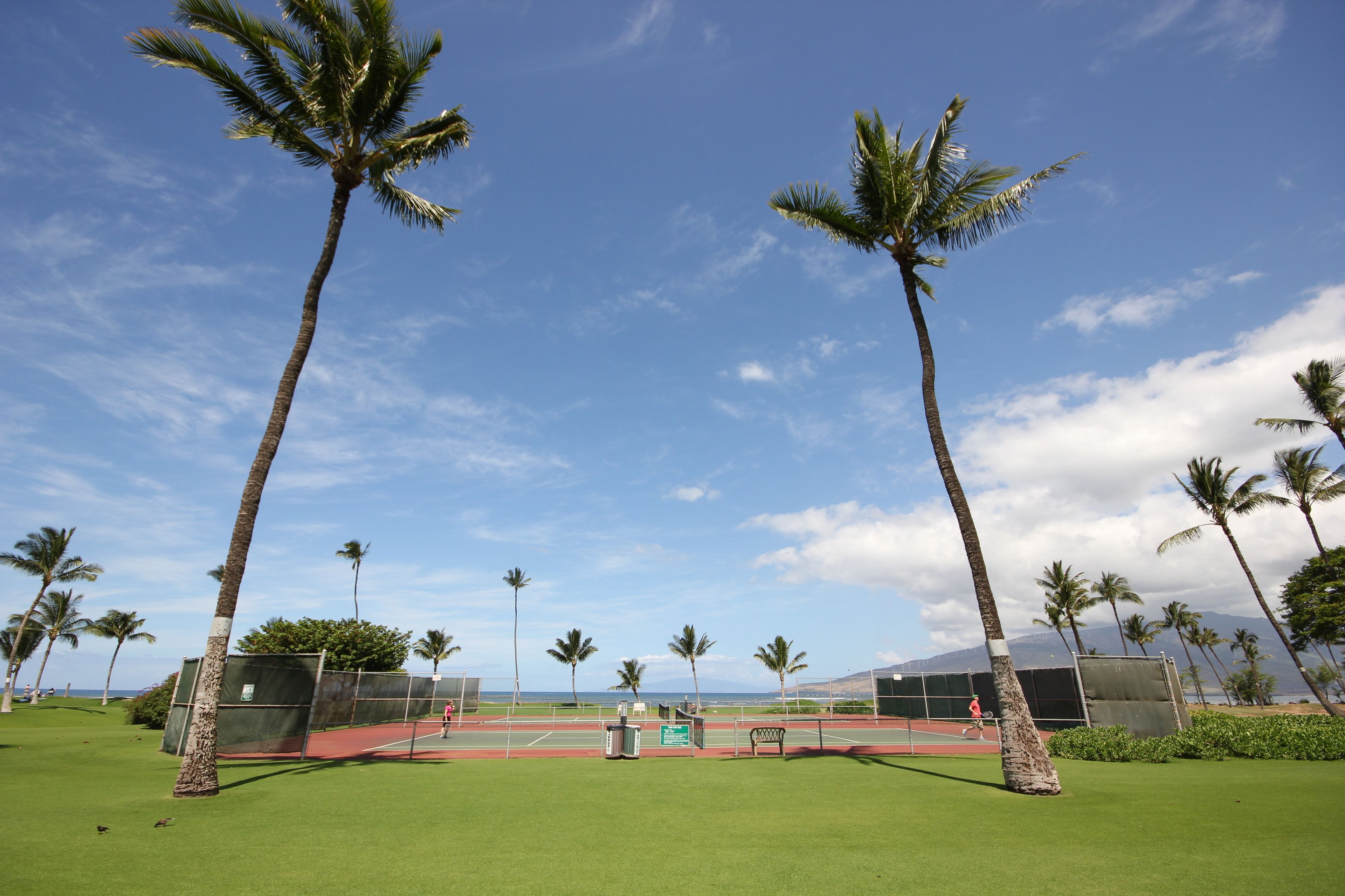Een tennisbaan met palmbomen, een heldere lucht en uitzicht op de oceaan.