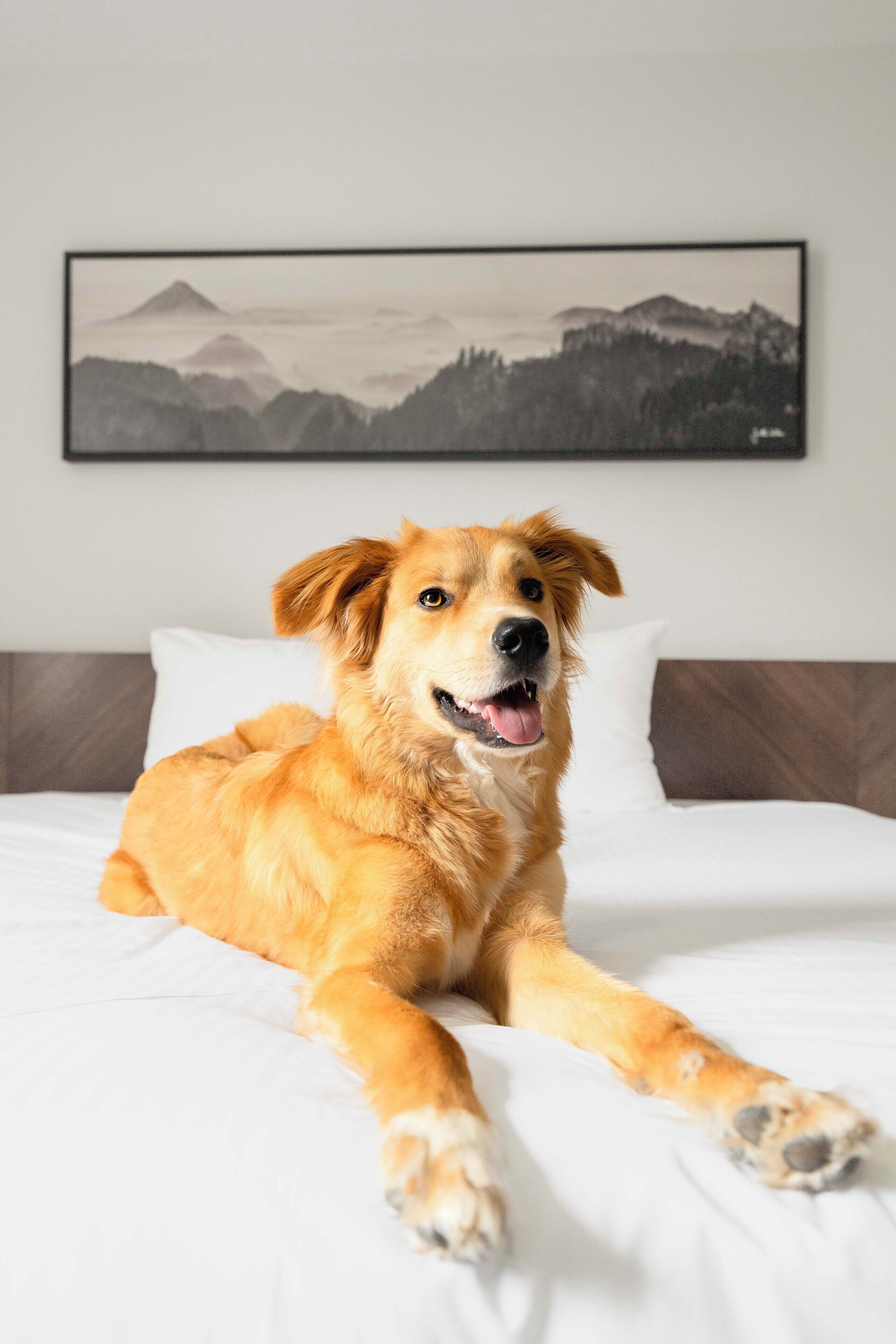 Un perro acostado sobre una cama con un cuadro de un paisaje montañoso en la pared de arriba.