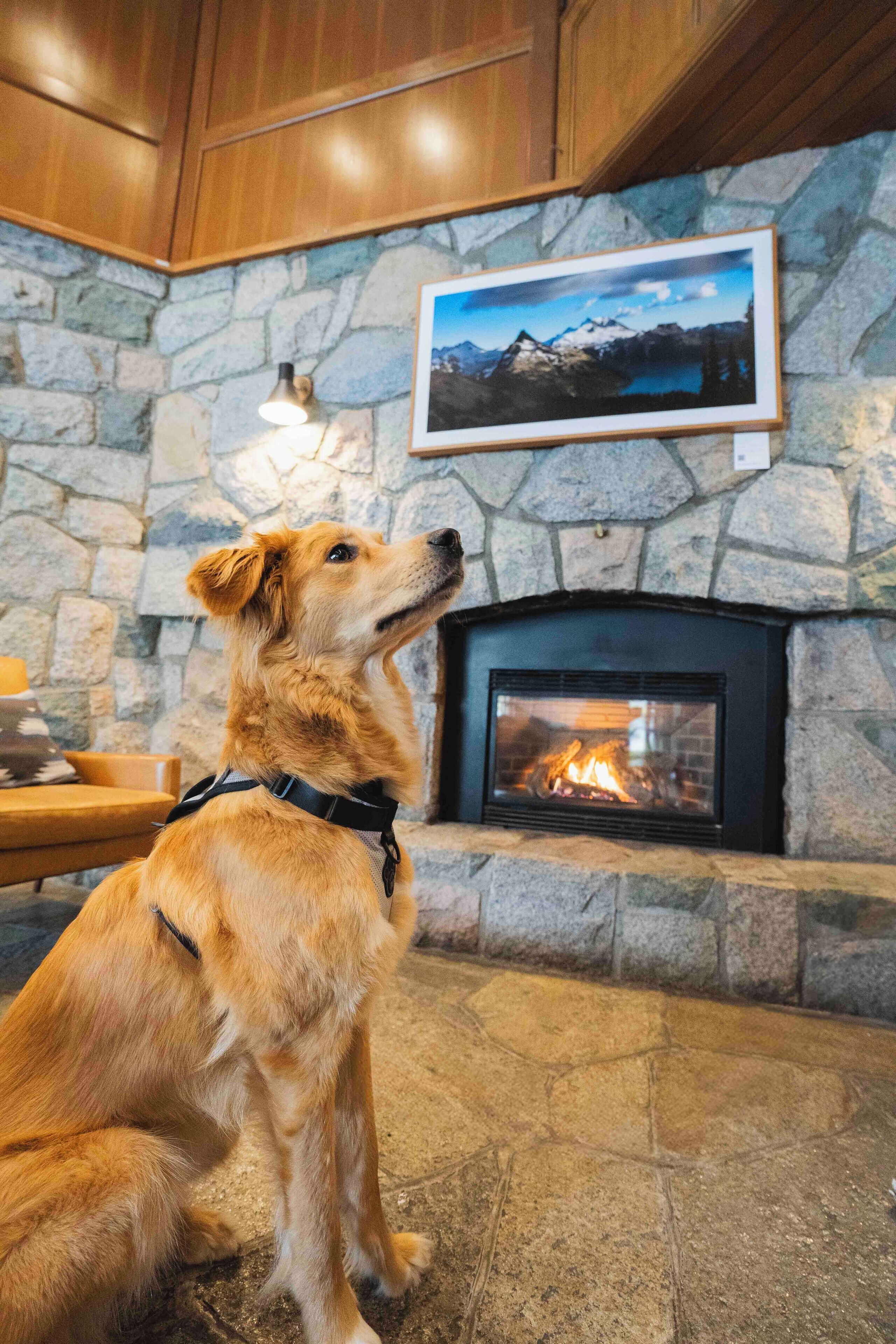 Un perro sentado frente a una chimenea de piedra con un cuadro enmarcado encima.