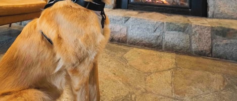 Un perro sentado frente a una chimenea de piedra con un cuadro enmarcado encima.