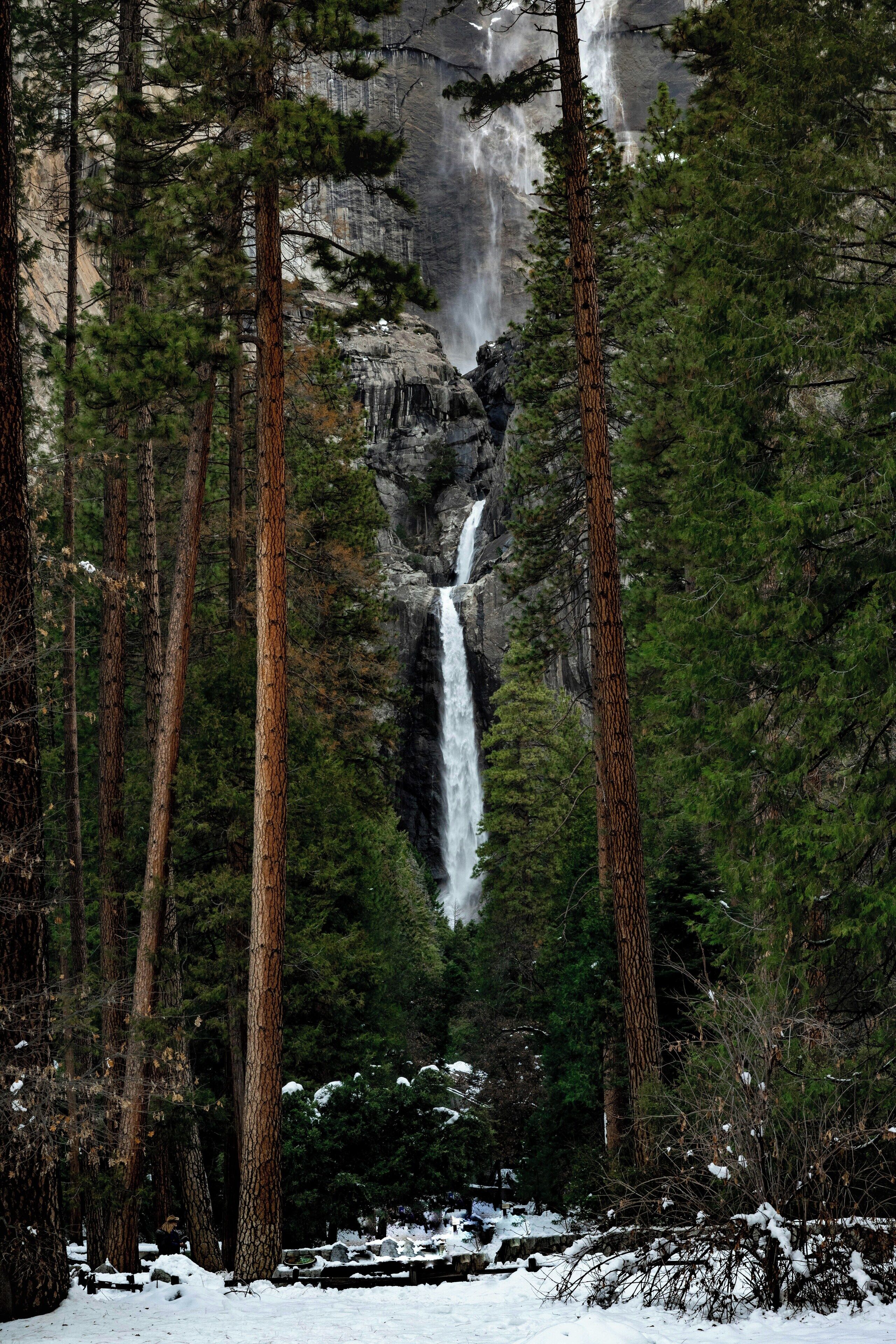 Une cascade entourée de grands pins dans une zone boisée.
