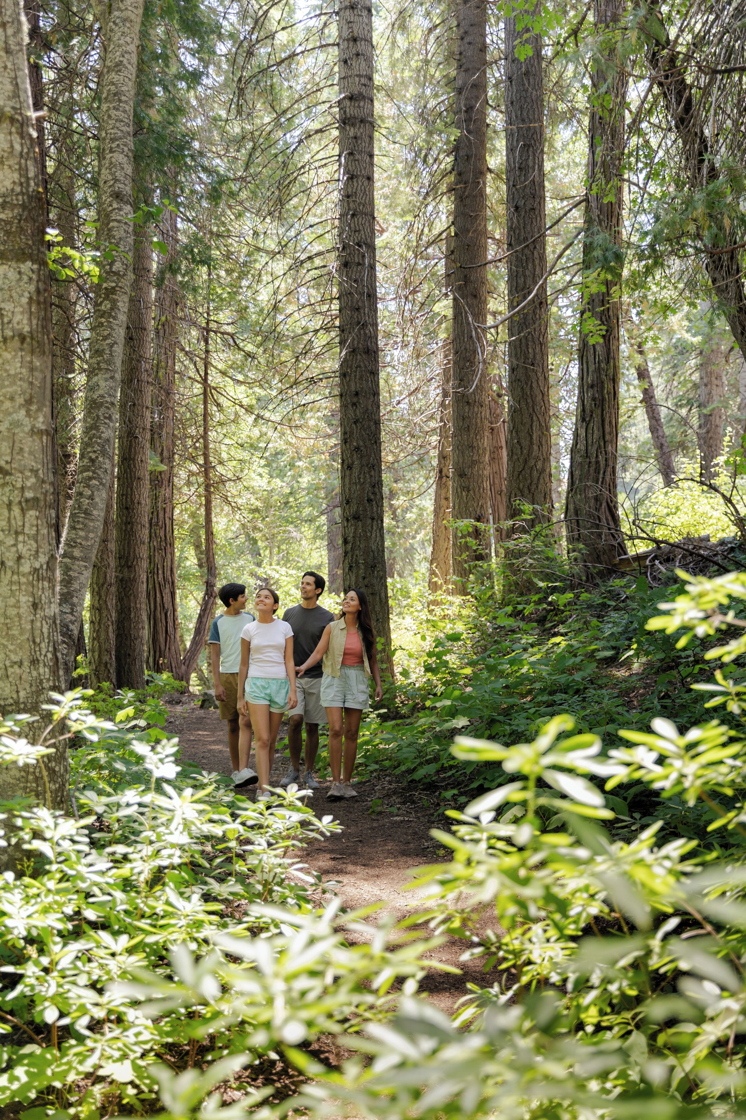 A group of people walking on a forest path surrounded by tall trees.