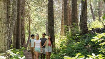 A group of people walking on a forest path surrounded by tall trees.
