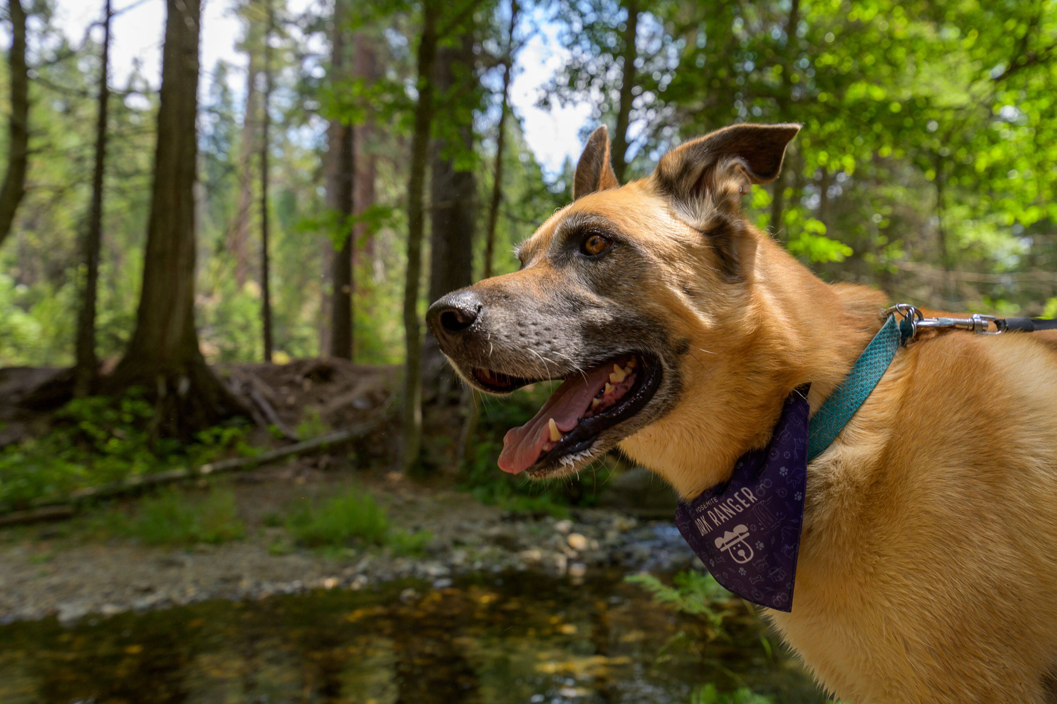 Un perro con una bandana en un área boscosa con árboles y un arroyo.
