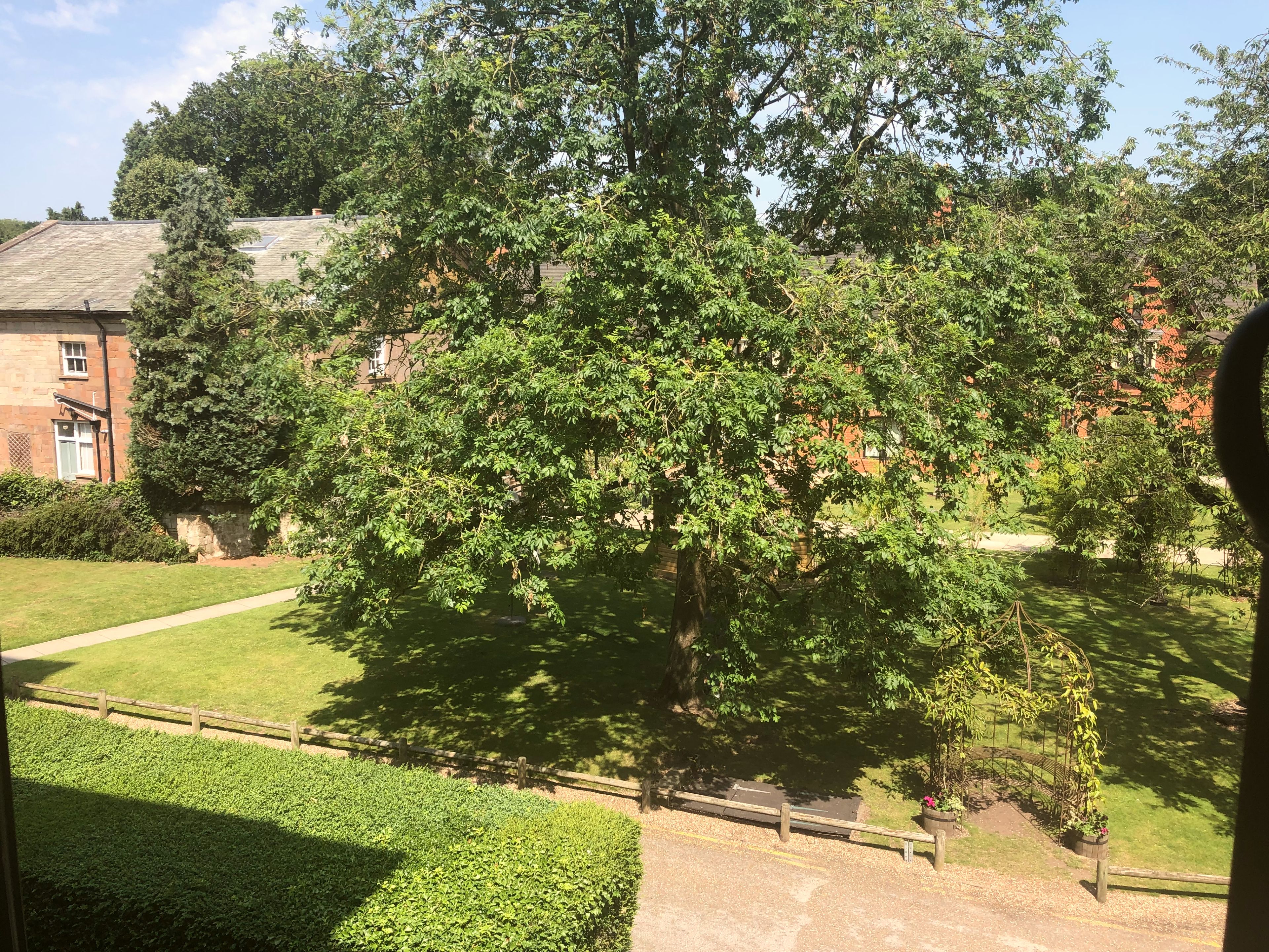A large tree in a courtyard with a pathway and a building in the background.