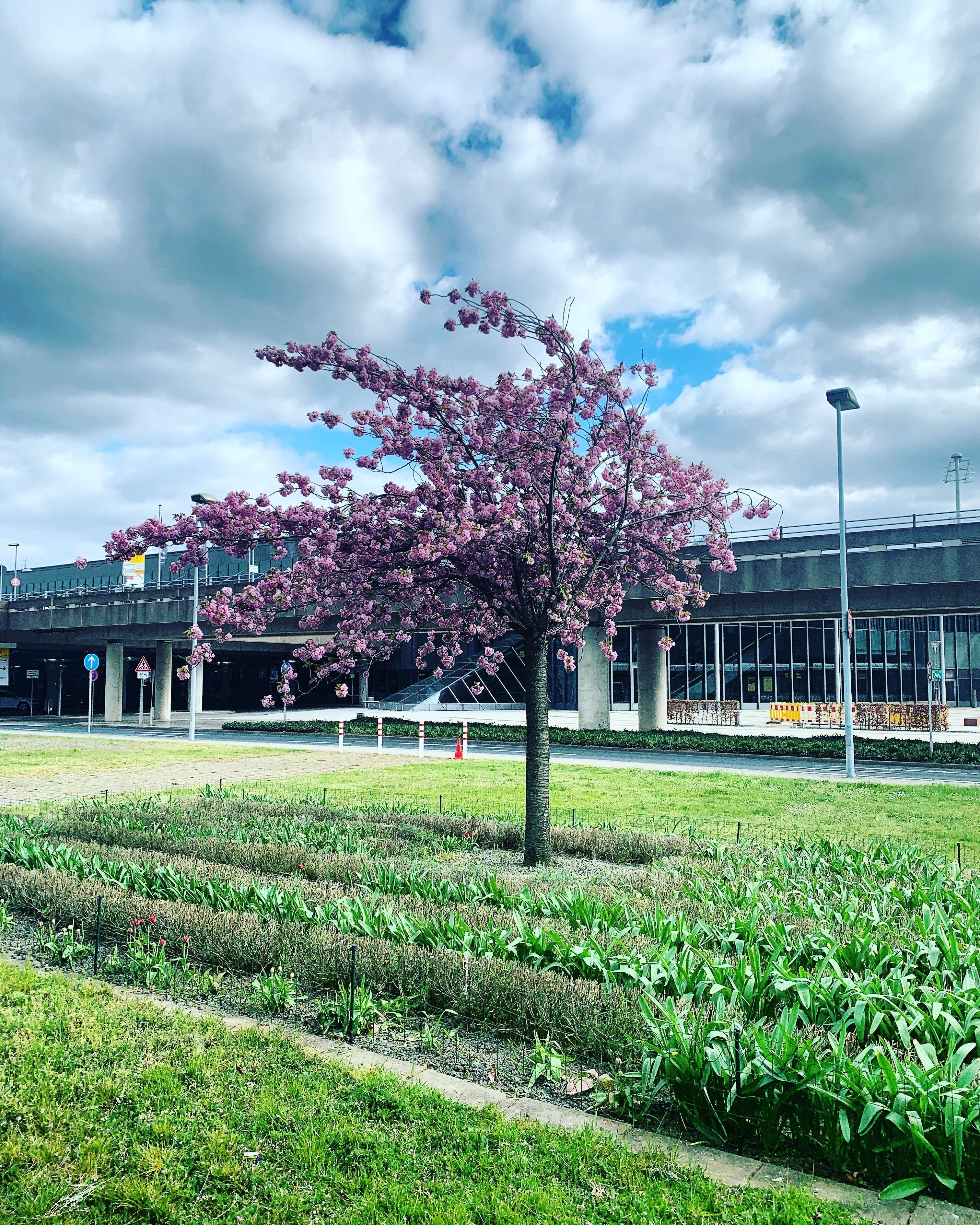 A tree with pink blossoms in a landscaped area with a modern building in the background.