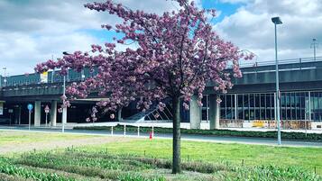 A tree with pink blossoms in a landscaped area with a modern building in the background.