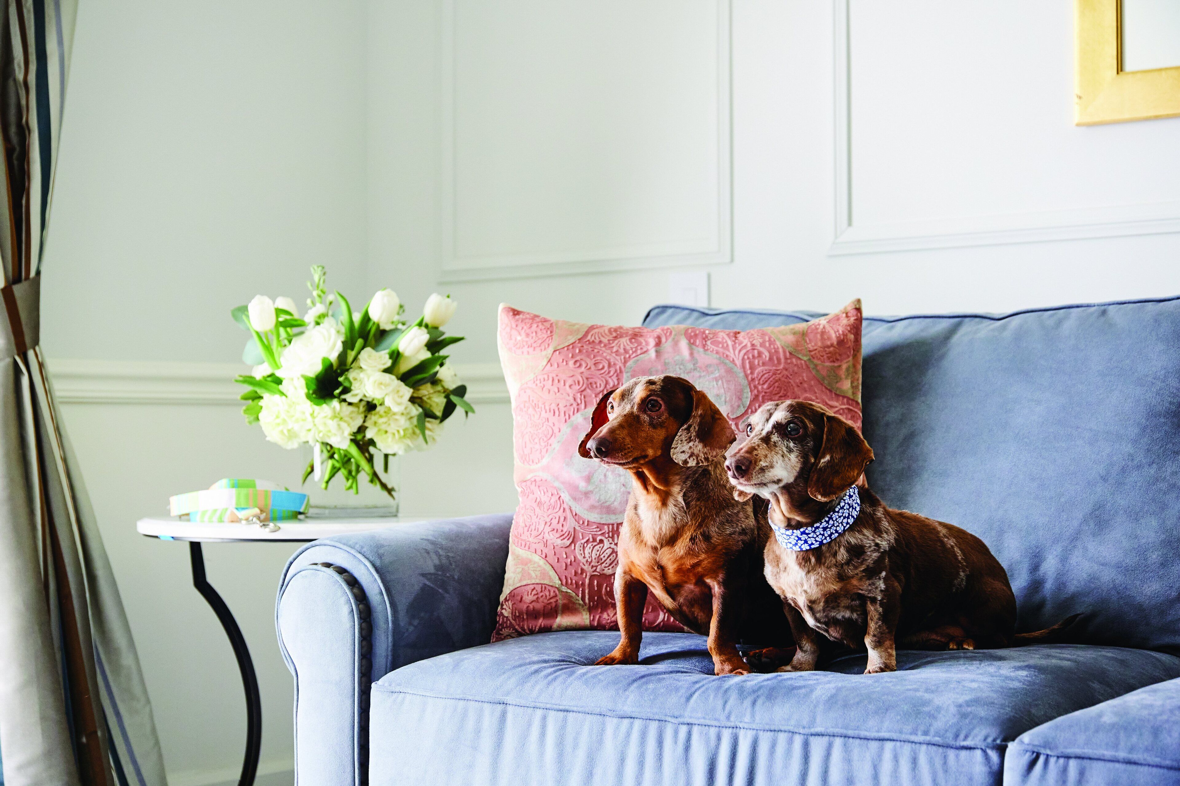 Two dogs sitting on a blue couch with a floral arrangement on a side table.