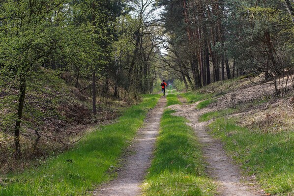 A forested path with a person walking away from the viewer. - Sunday Hotel and Spa Wismar (Gaegelow)