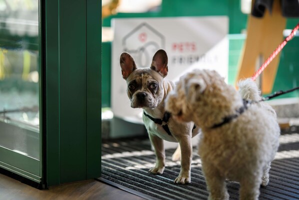 Dos perros sobre una alfombra de entrada, con un cartel al fondo.