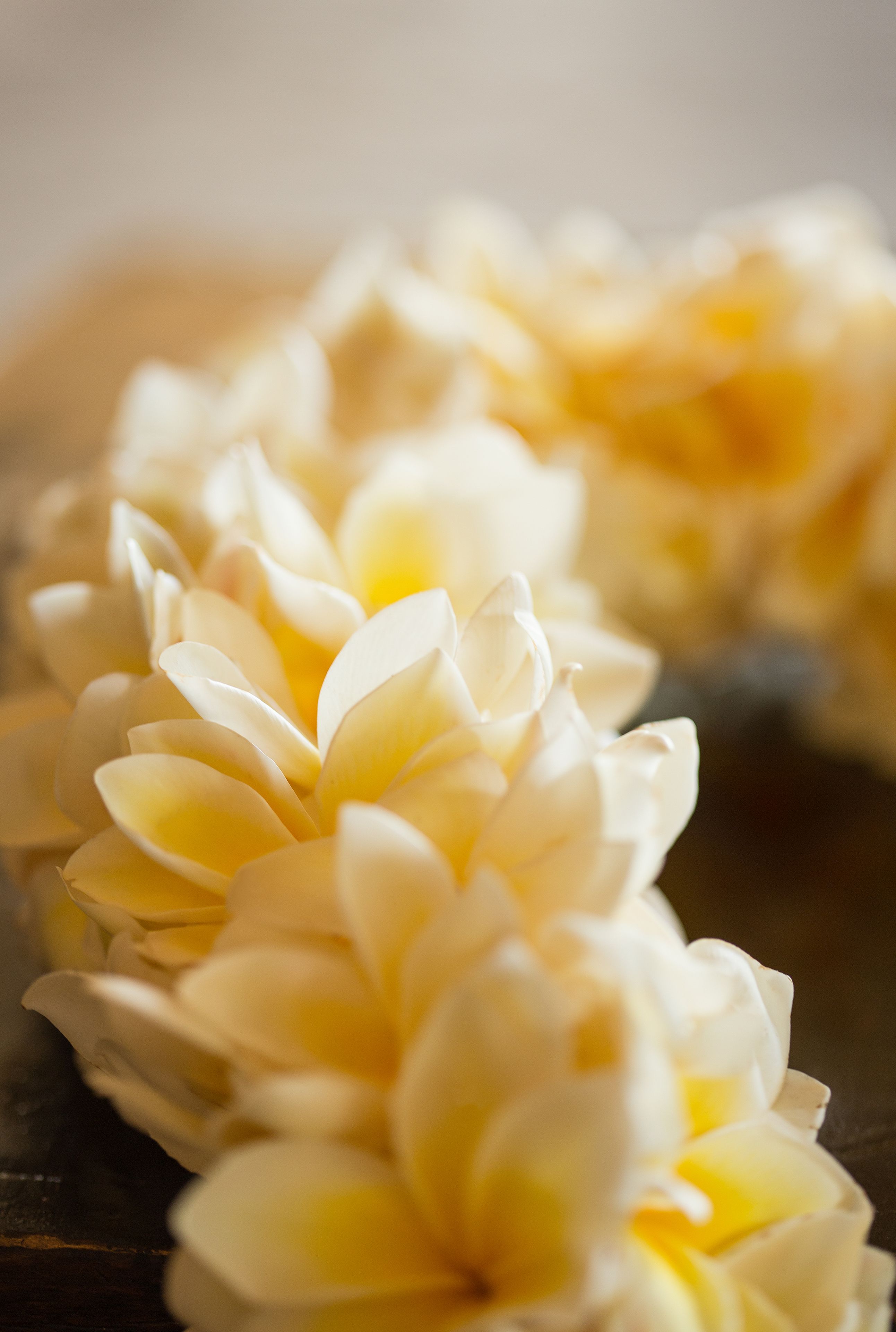 Primer plano de flores blancas con centros amarillos.