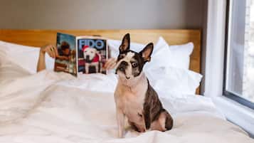 A dog sitting on a bed with a magazine in the background.