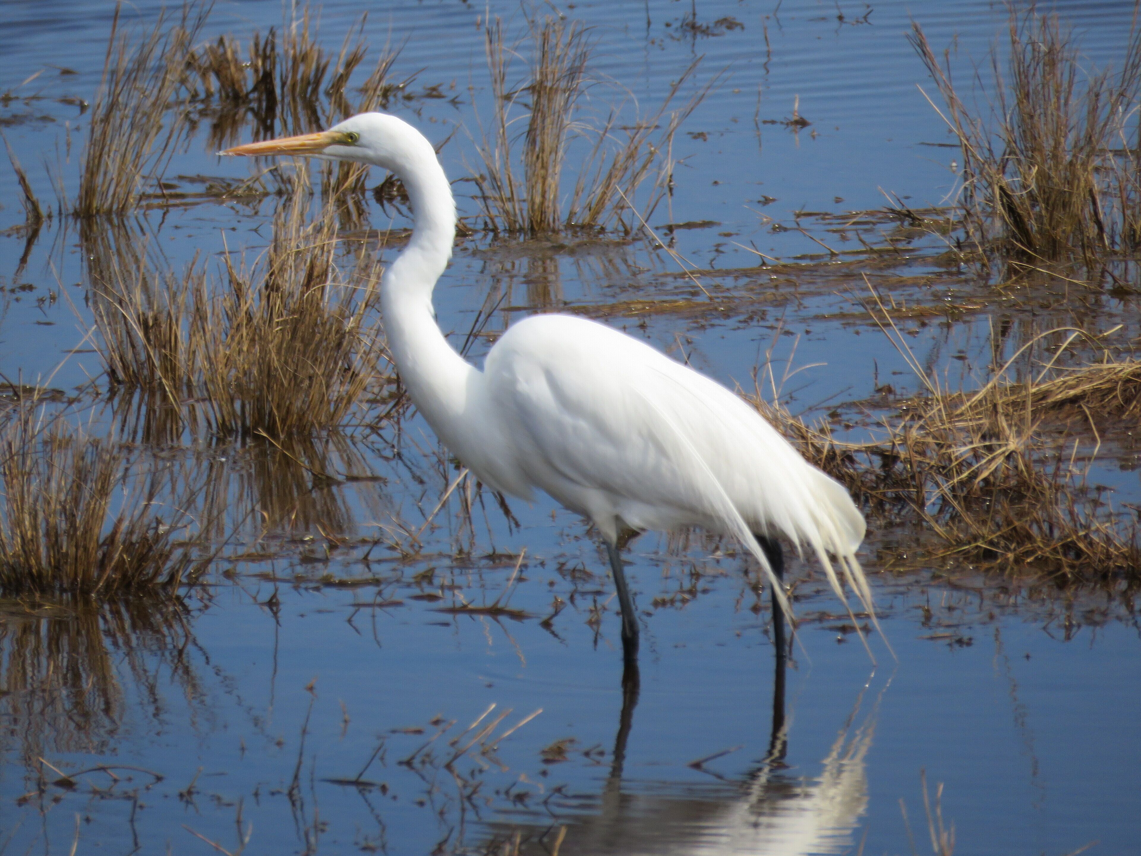 A white bird standing in shallow water with tall grasses around.