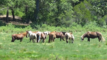 A group of horses grazing in a grassy field with trees in the background.