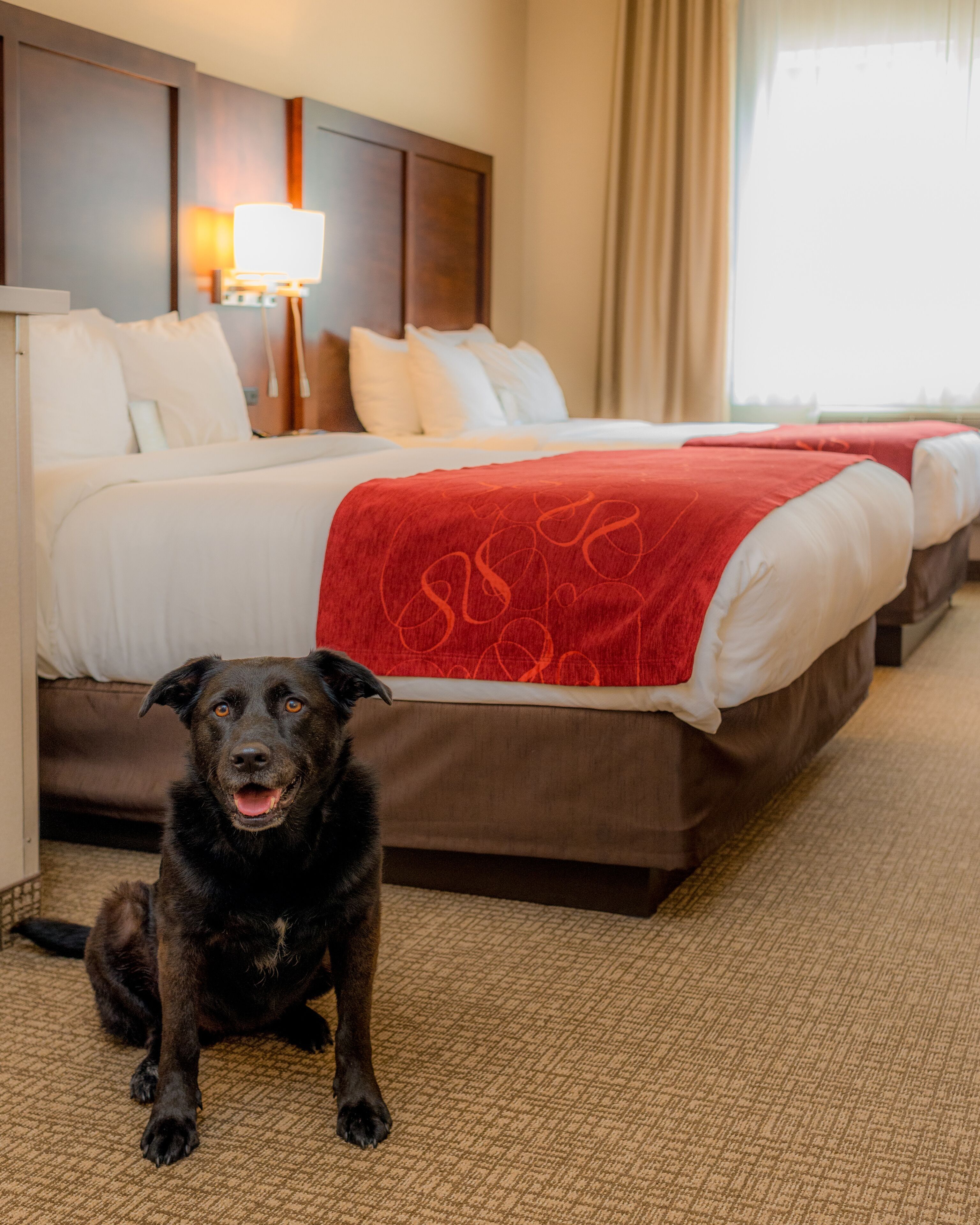 studio suite, multiple beds | 1 bedroom, desk, laptop workspace, blackout curtains