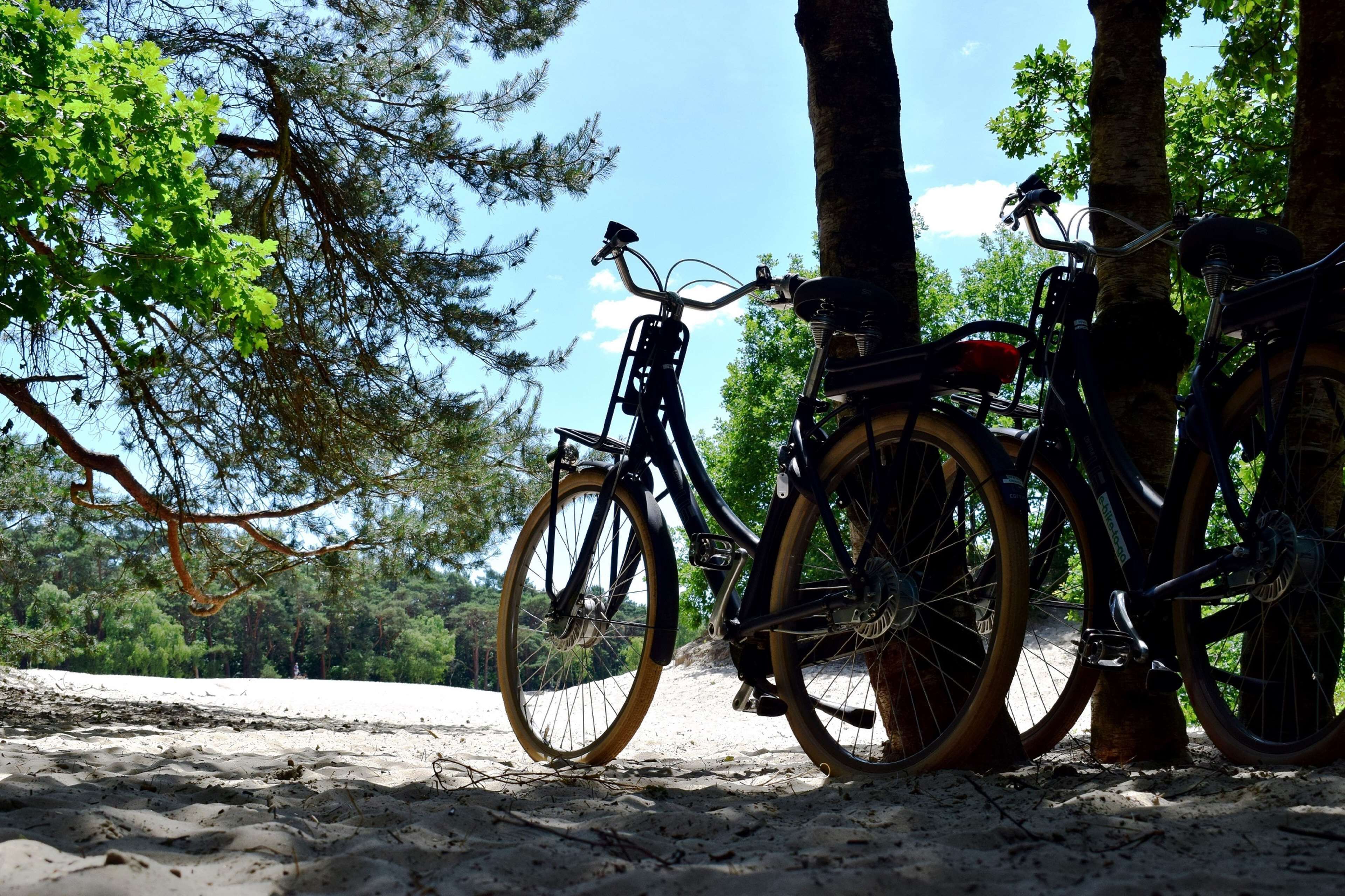 Una bicicleta estacionada junto a un árbol en un entorno natural con cielo despejado.