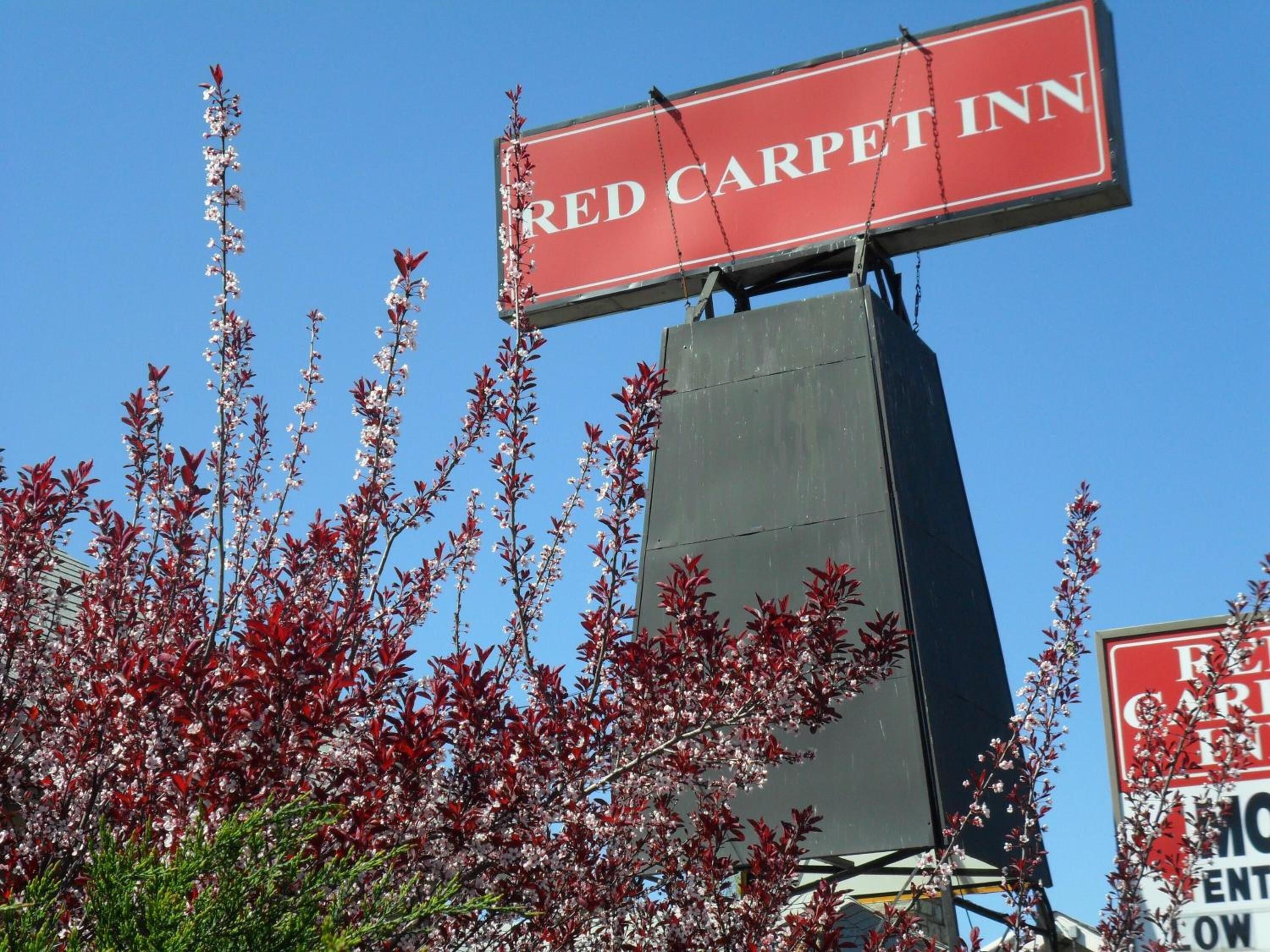 A Red Carpet Inn sign with a clear view of the surrounding architecture and a flowering tree.