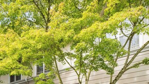 Un edificio de dos pisos con un porche delantero, un árbol en la parte frontal y un pequeño jardín.