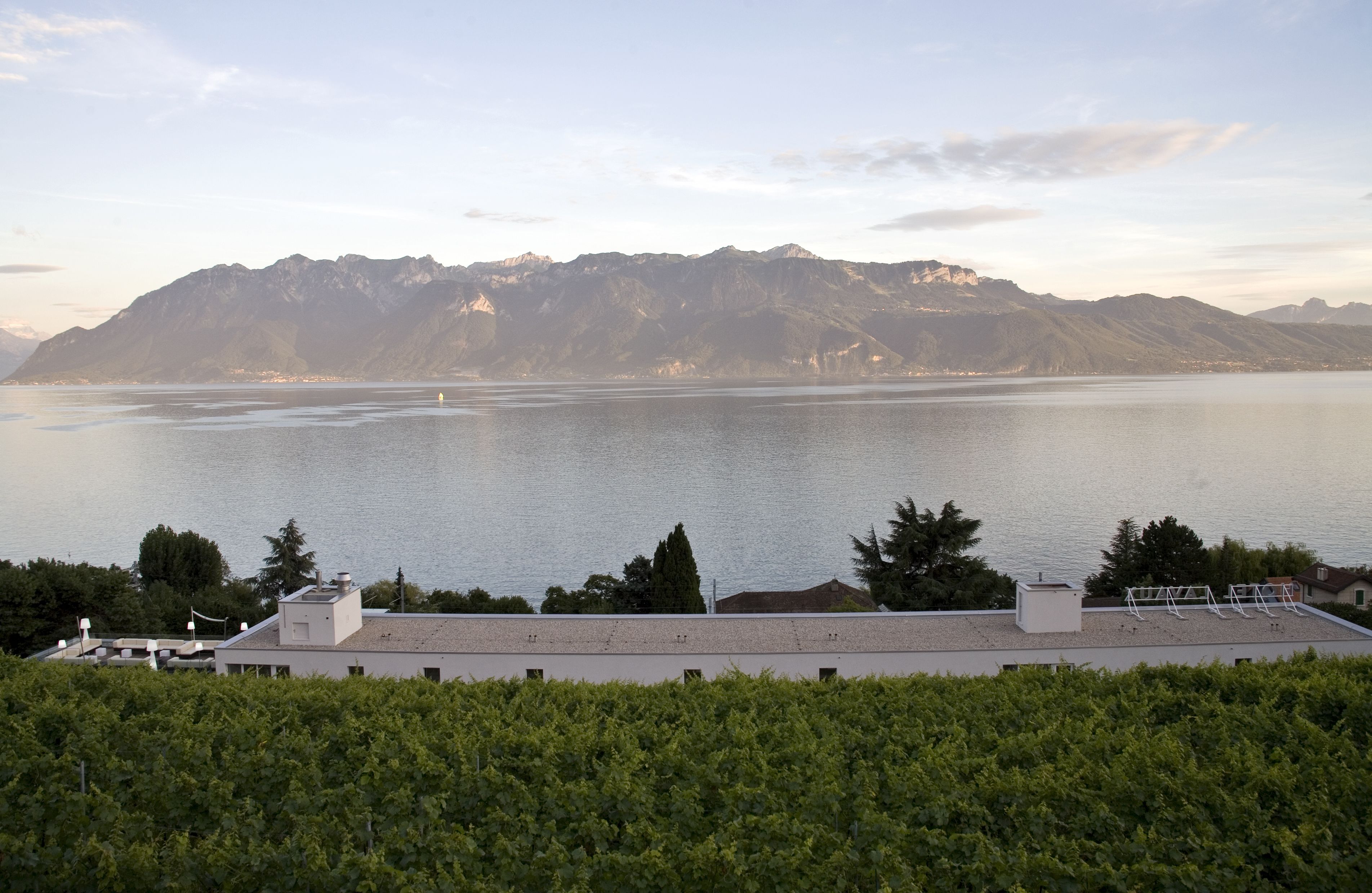 A vineyard with a view of a lake and mountains in the background.