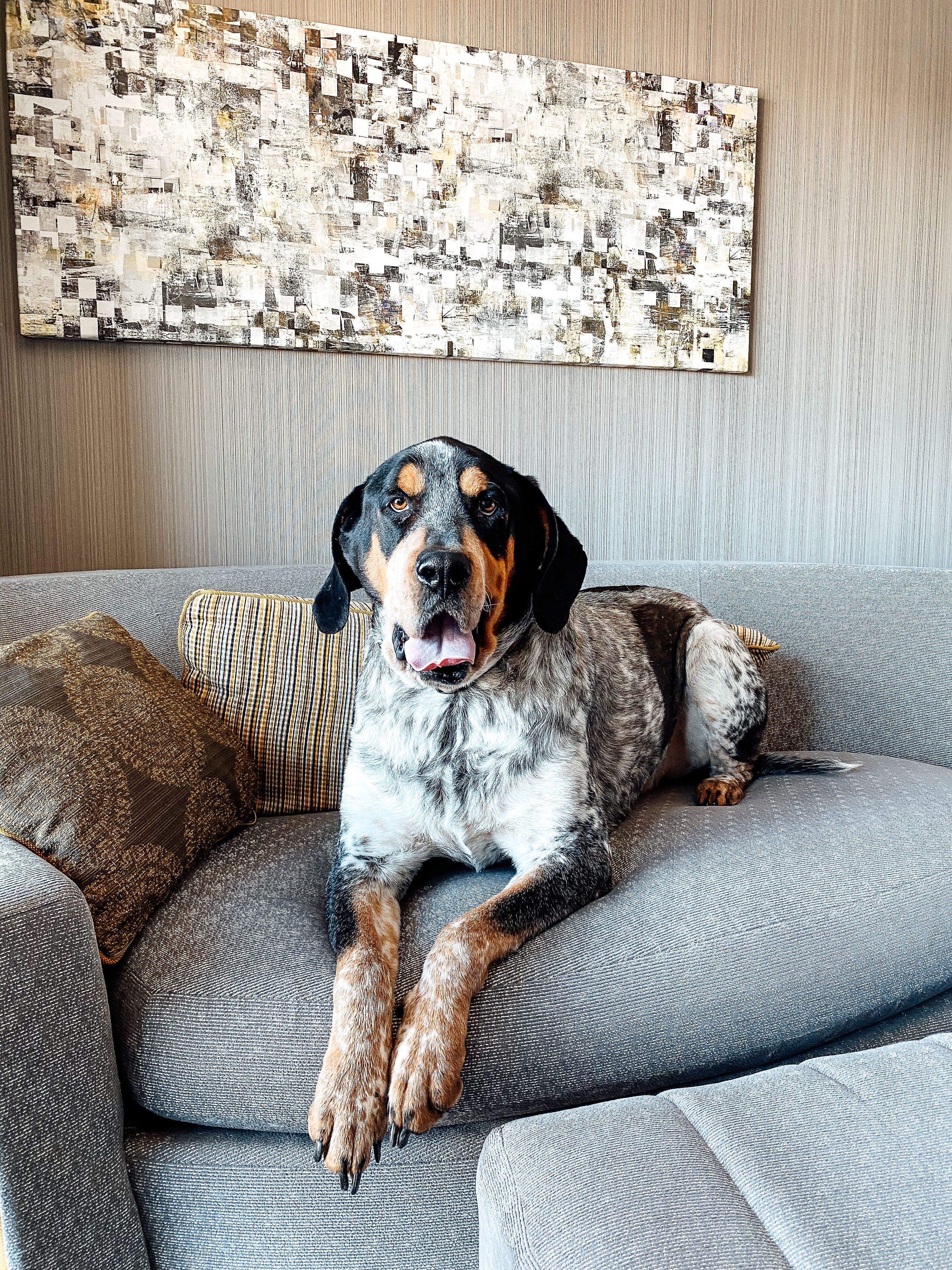 A dog lying on a grey sofa with patterned cushions, a textured wall, and a piece of abstract art above.