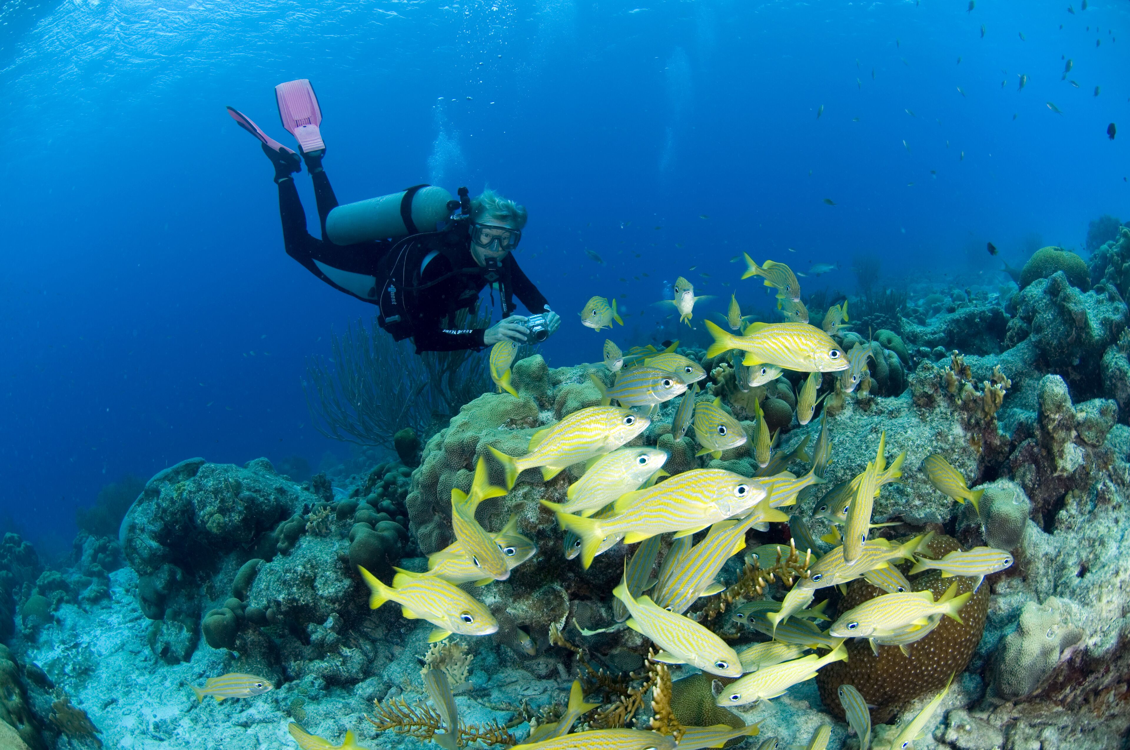 A diver surrounded by yellow fish in a coral reef environment.
