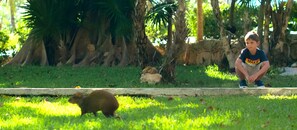 Jardim