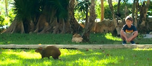 Jardim